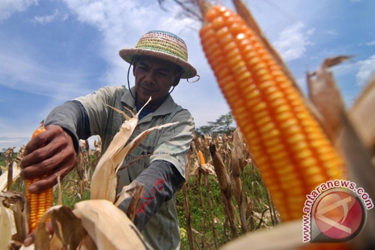 Ratusan kera serang tanaman jagung di lereng Sumbing