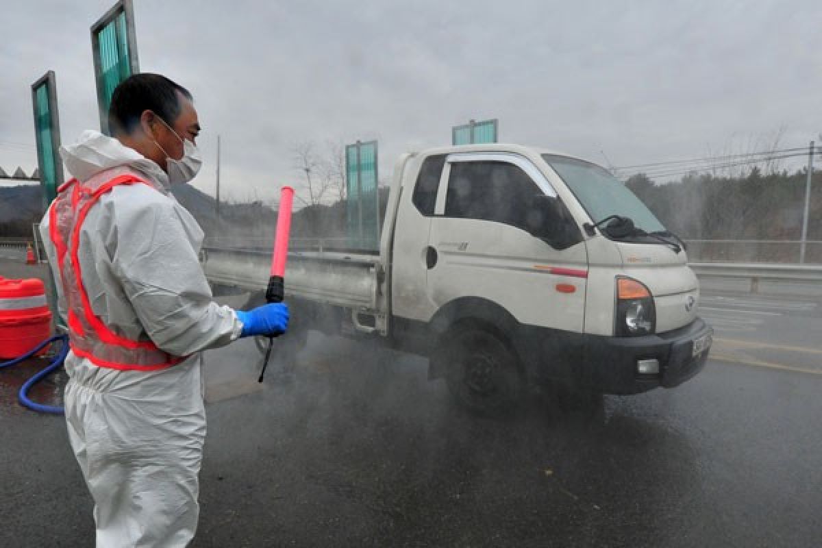 Korsel konfirmasi flu burung H5N8 pada  burung liar