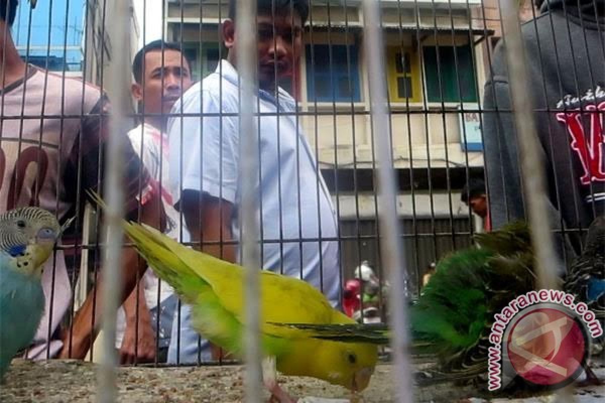 Omzet pedagang burung kicau meningkat 50 persen