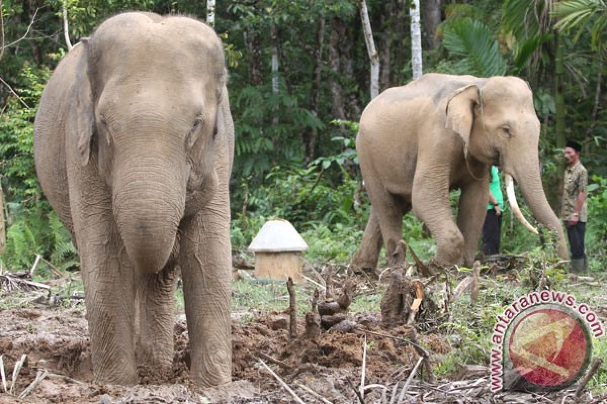 CRU minta pemerintah segera atasi gangguan gajah liar di Aceh Barat