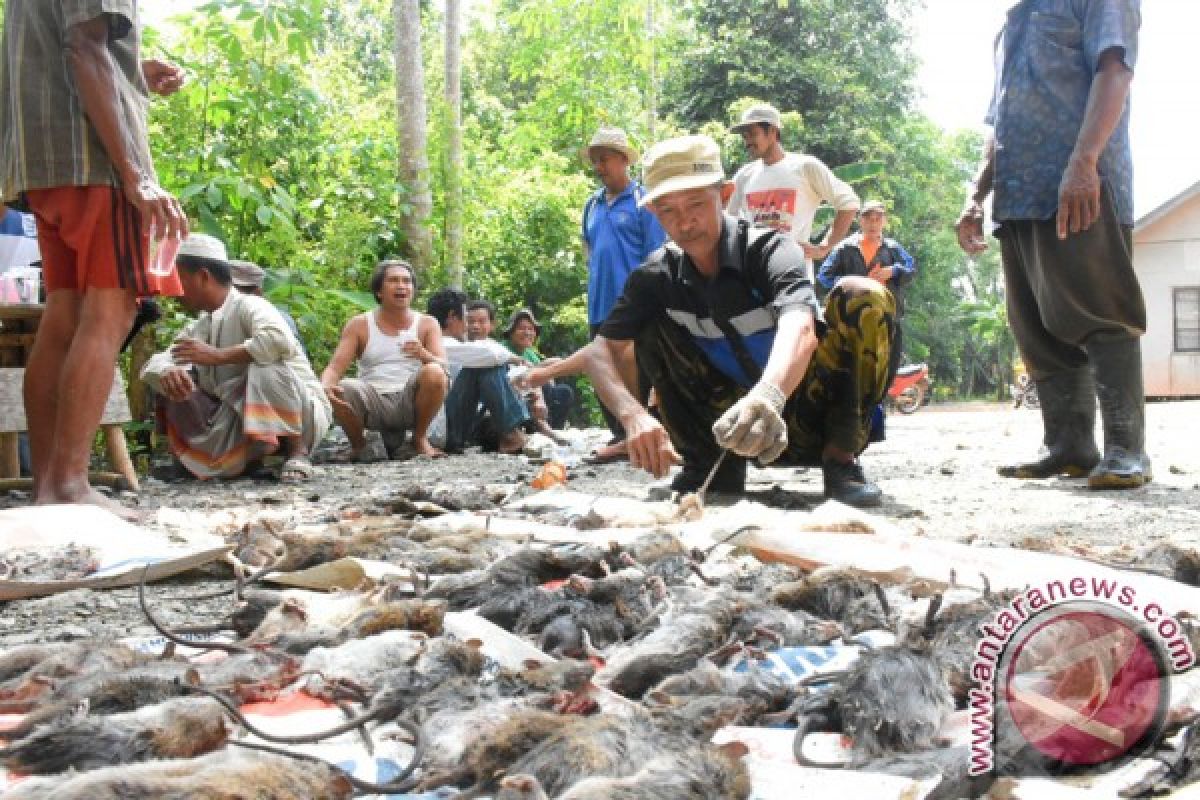 Petani Banjar Buru Tikus Perusak Tanaman Padi