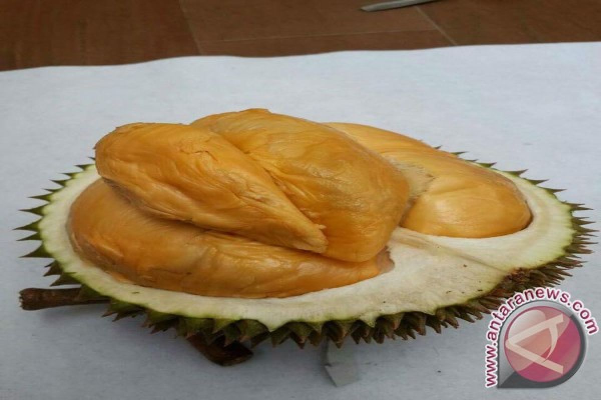 Mendagri :  Durian Balai Lebih Nyaman Dari Durian Malaysia