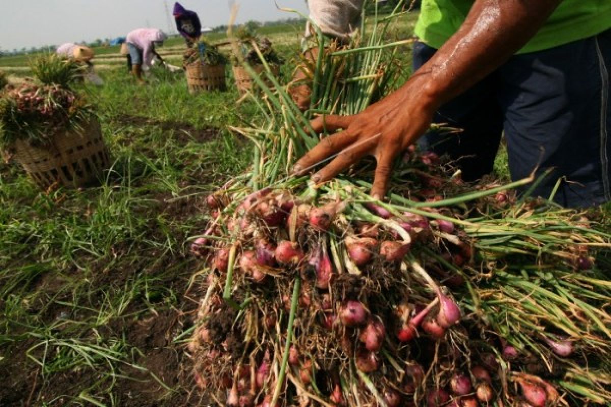 Kelompok Tani Aspakusa Ajak Tanam Sayur Sesuai Permintaan Pasar