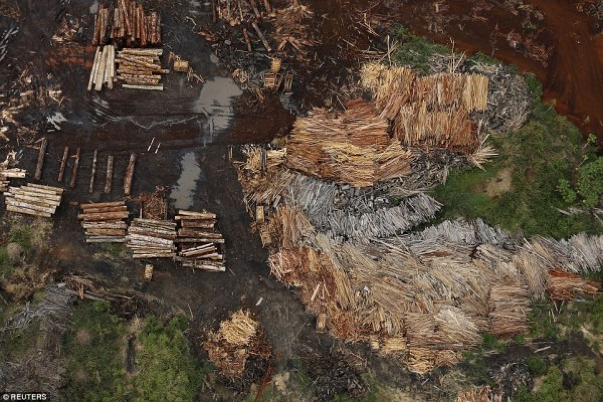 Konservasionis Brazil kembangkan alat pelacak asal kayu