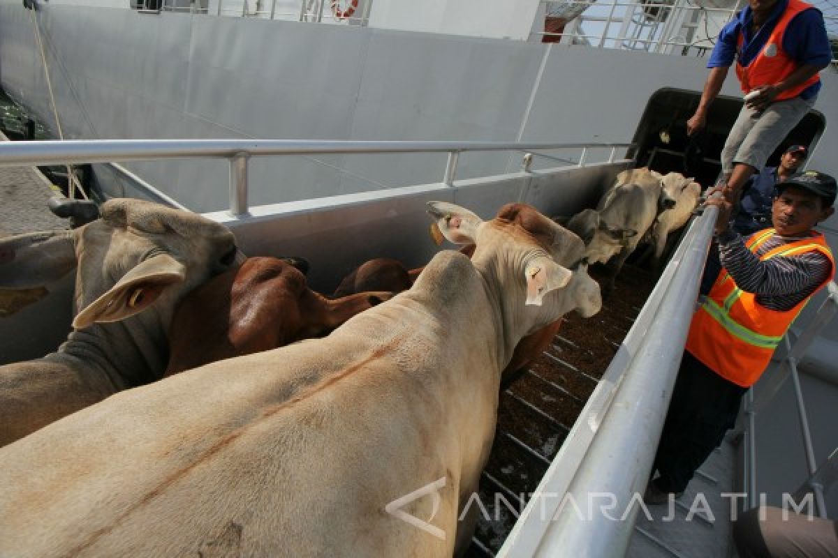 Disnak Jatim Sambut Baik Impor Sapi Indukan