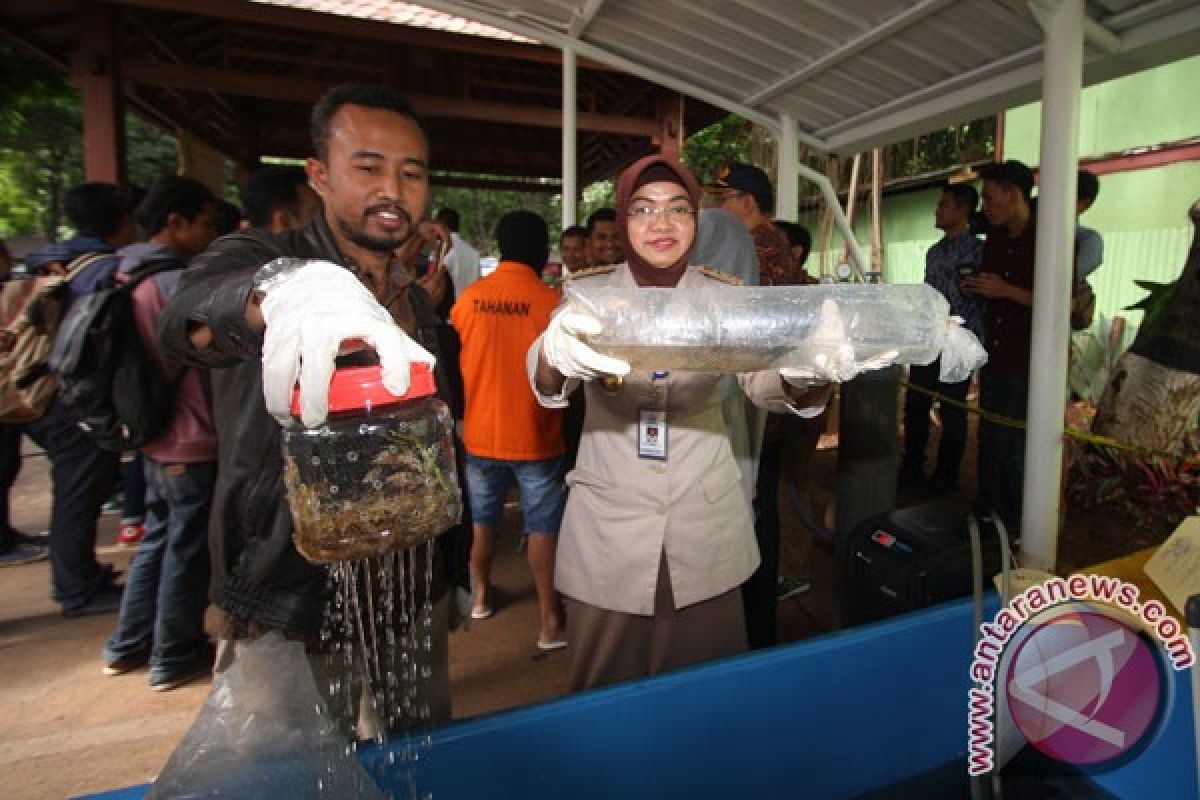 Penyelundup benih lobster ditangkap