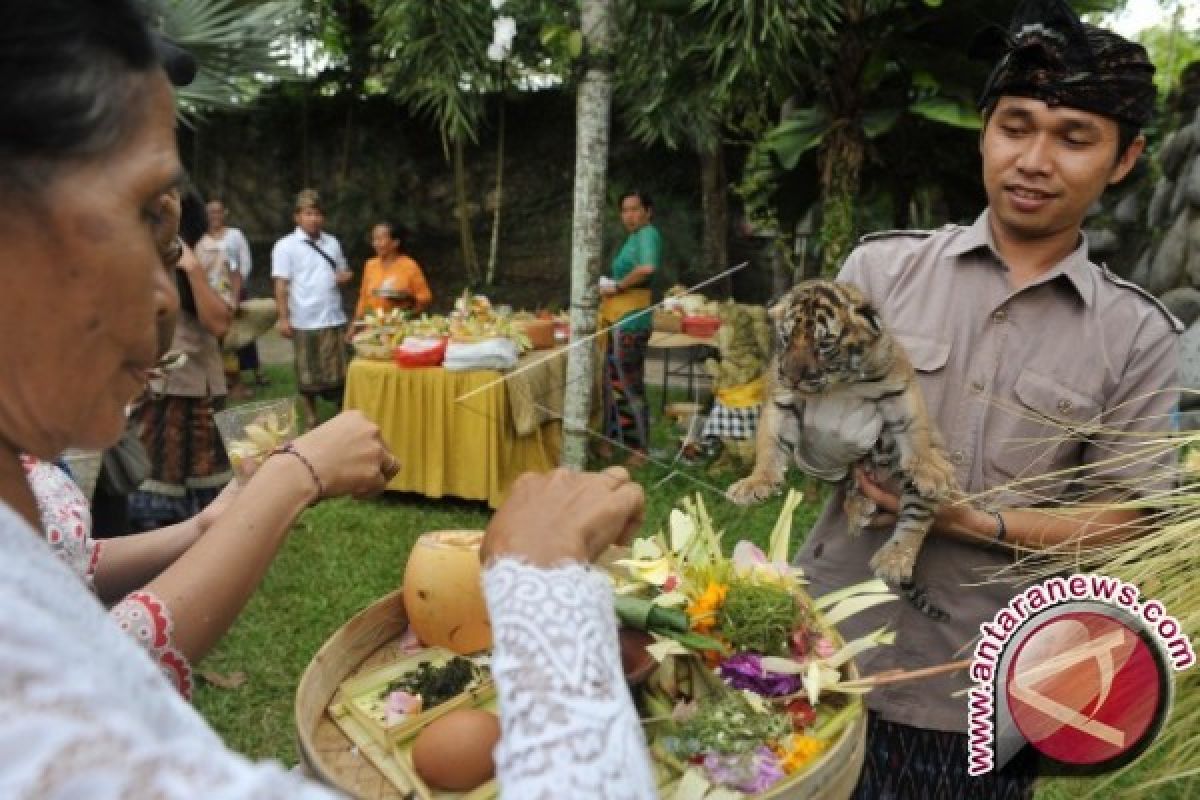 Wisatawan saksikan perpaduan budaya- jurang di Bali