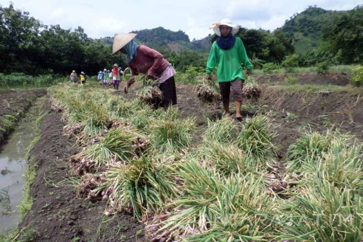 Harga Benih Bawang Merah Di Bojonegoro Naik