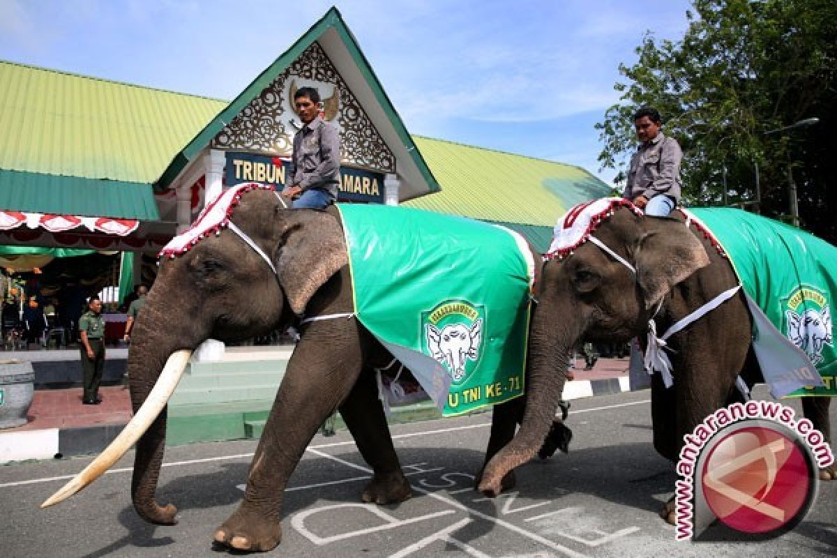 Gajah Lampung sambut kirab obor Asian Games