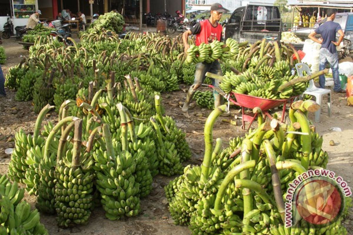 Pisang ambon langka di Banda Aceh