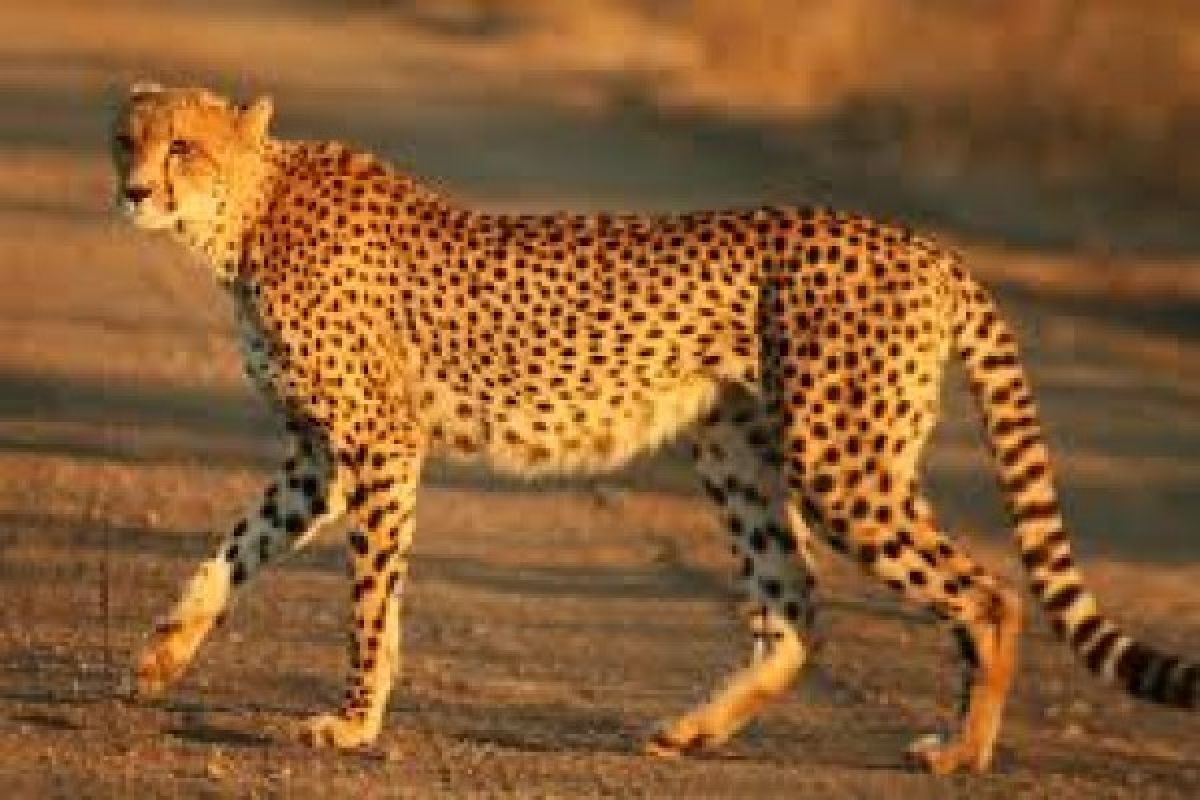  Cheetah Terancam Punah Karena Hilangnya Habitat 