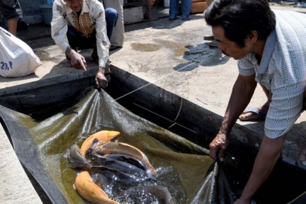 Temanggung Kekurangan Ikan Air Tawar 3.350 Ton/Tahun