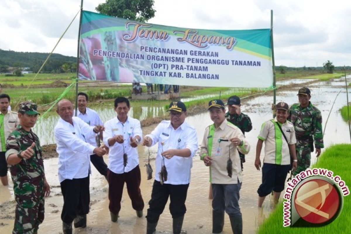 Bupati Balangan Ke Sawah Tangkap Tikus