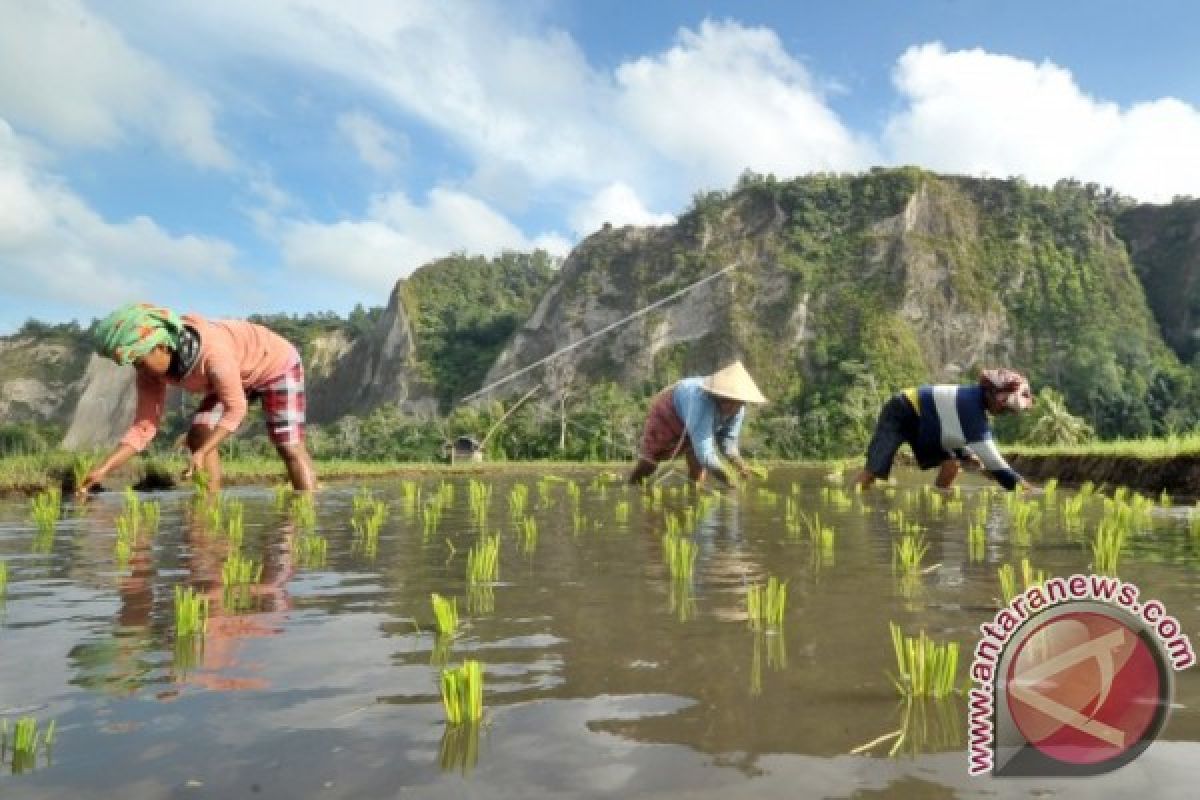 Solok Selatan Canangkan Gerakan Tanam Padi Serentak