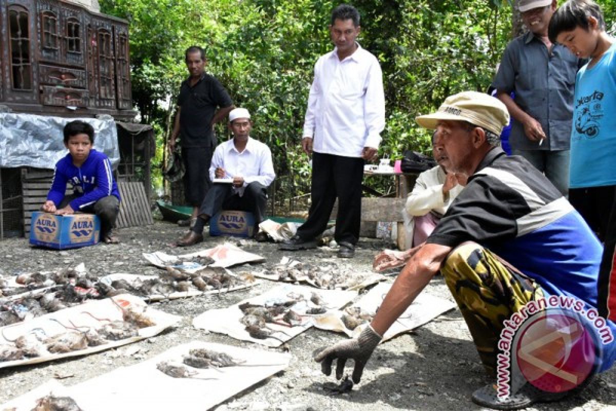 Regent Balangan Captures Rats