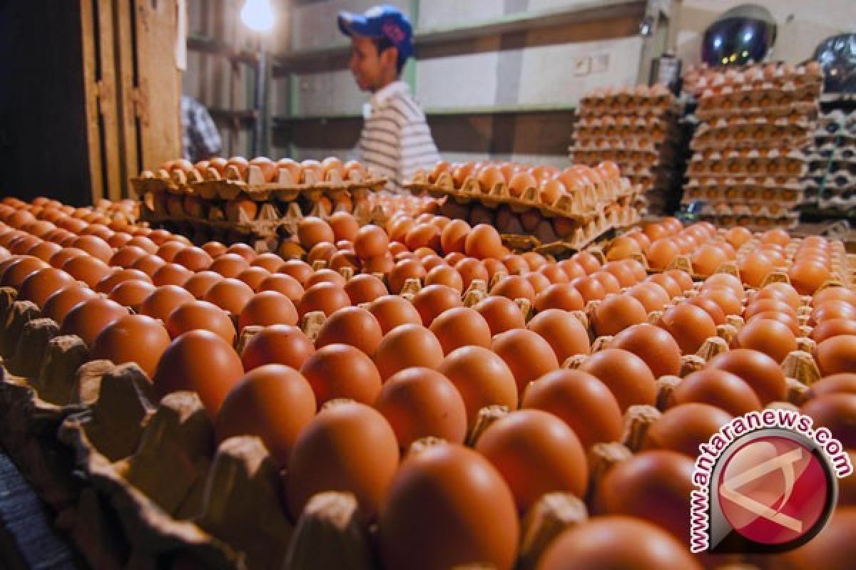 Harga telur di Bangka Rp1.900/butir