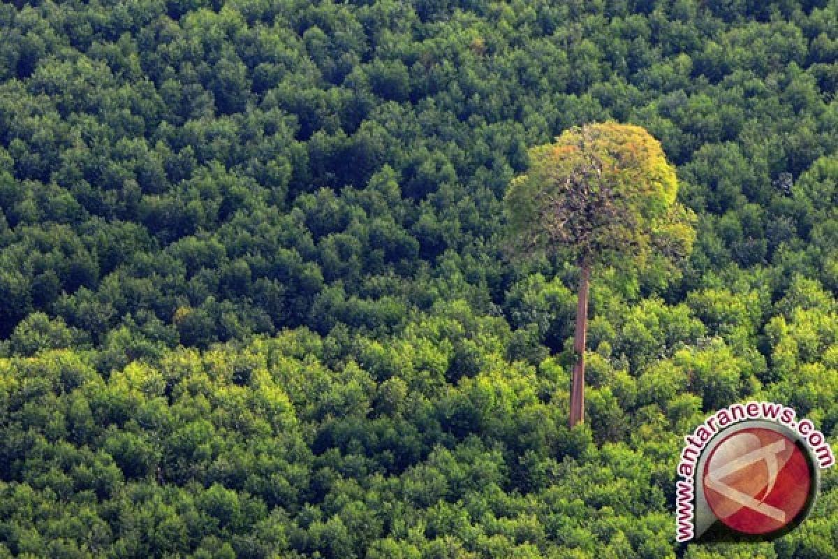 2,2 juta ha pencadangan untuk hutan adat Indonesia