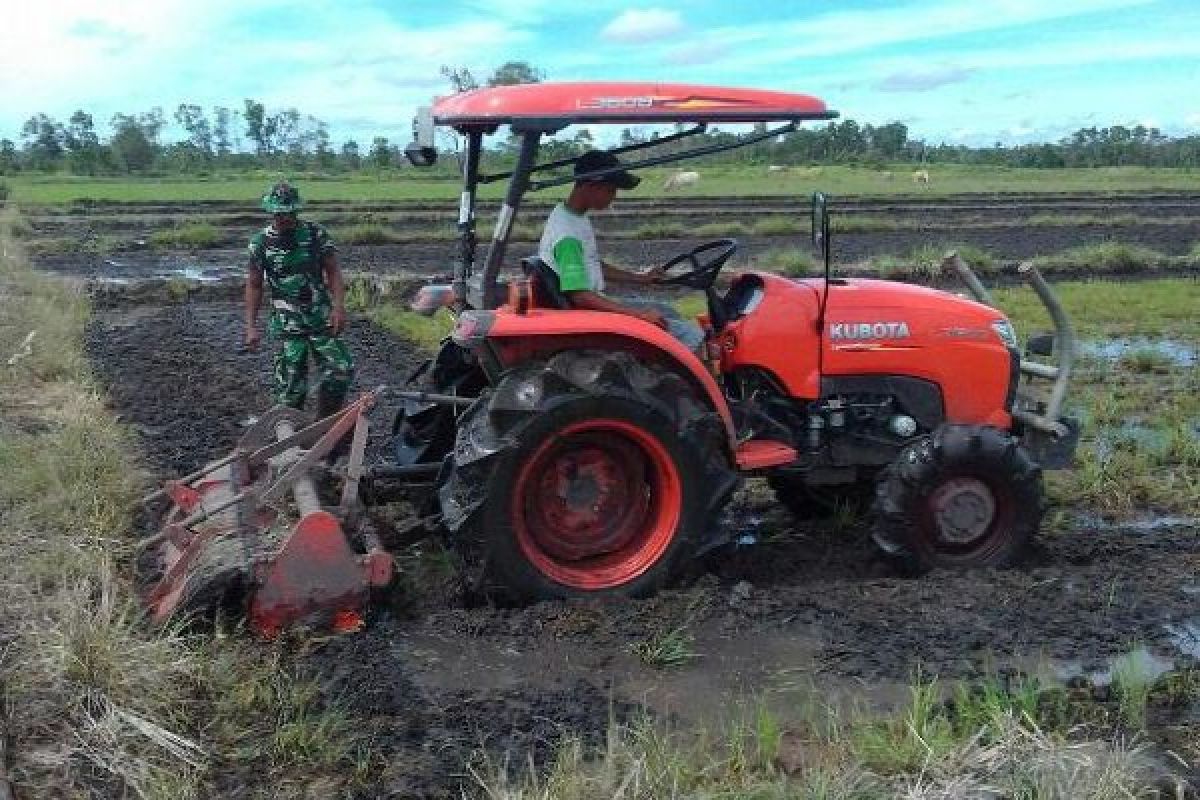 Babinsa Koramil Merauke dampingi petani Kurik tanam padi 