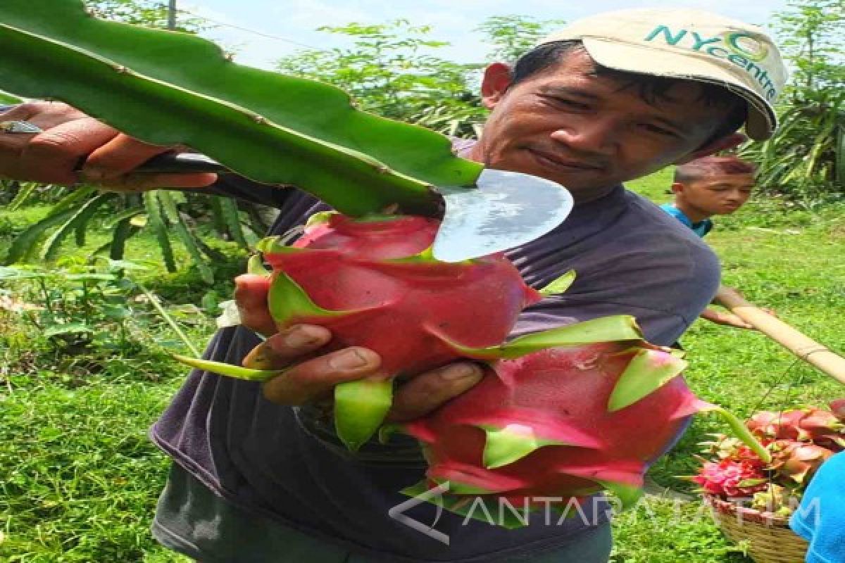 Agrowisata Rembangan Jember Siapkan 6.000 Buah Naga Selama Liburan