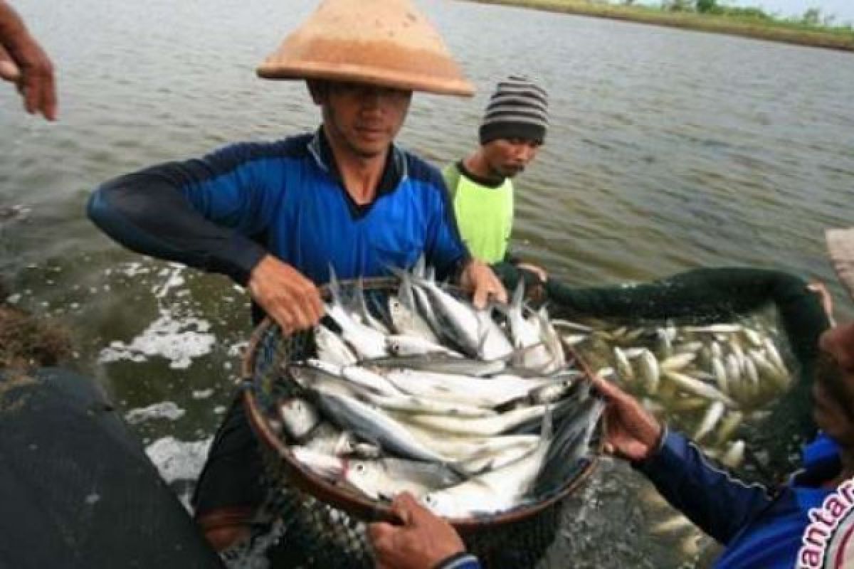 2016, Jumlah Produksi Ikan Tangkap Siak Mencapai 2.867 Ton