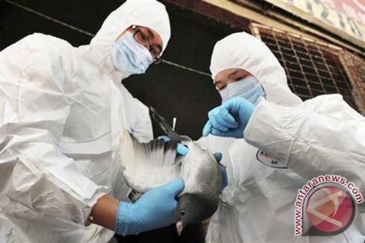 China konfirmasi kasus baru flu burung pada manusia