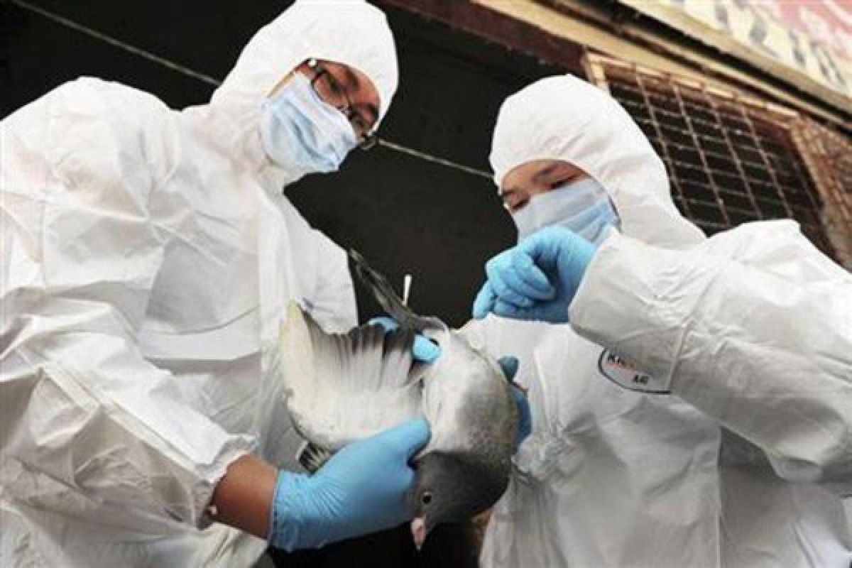 China laporkan kasus flu burung jenis H5N6 pada manusia