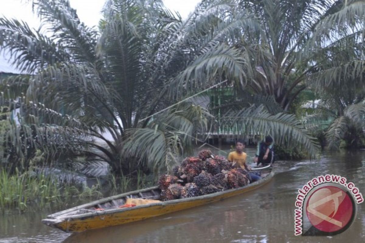 Harga murah rugikan petani, legislator dorong Pemkab Pesisir Selatan perhatikan harga komoditi ekspor