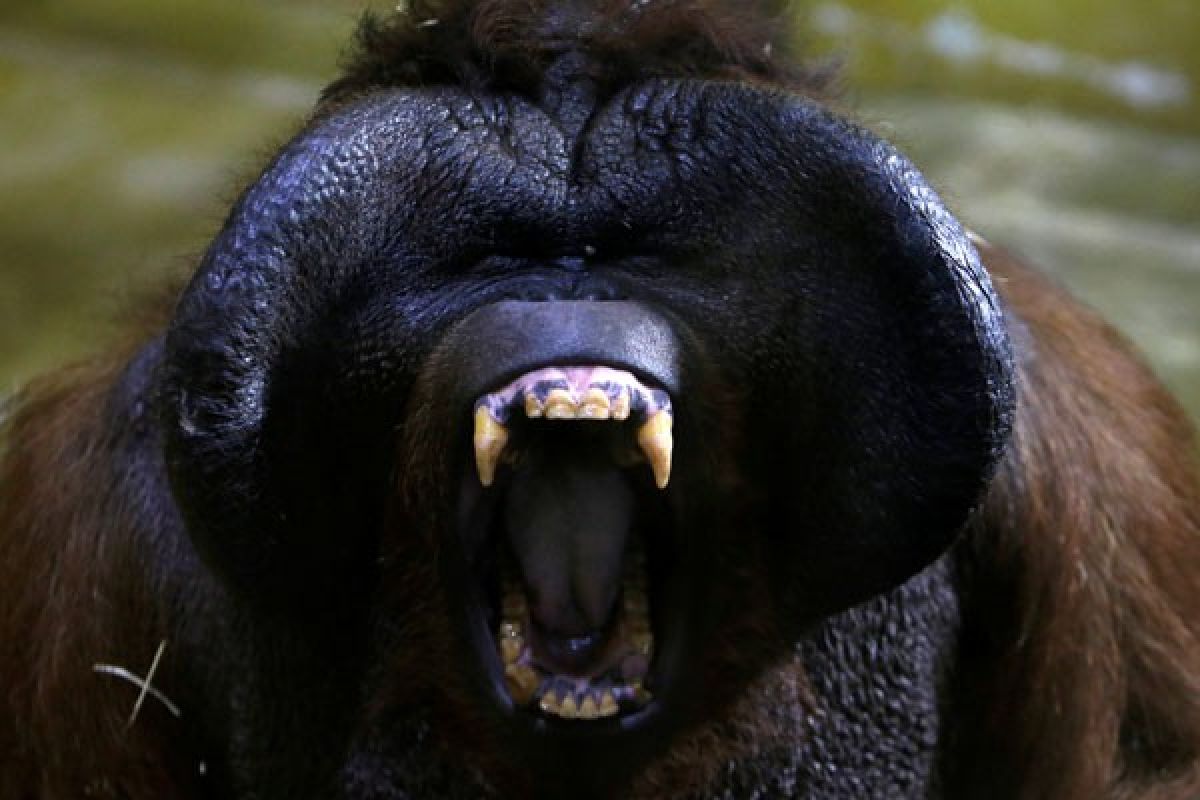 Populasi orangutan kalimantan cenderung berkurang