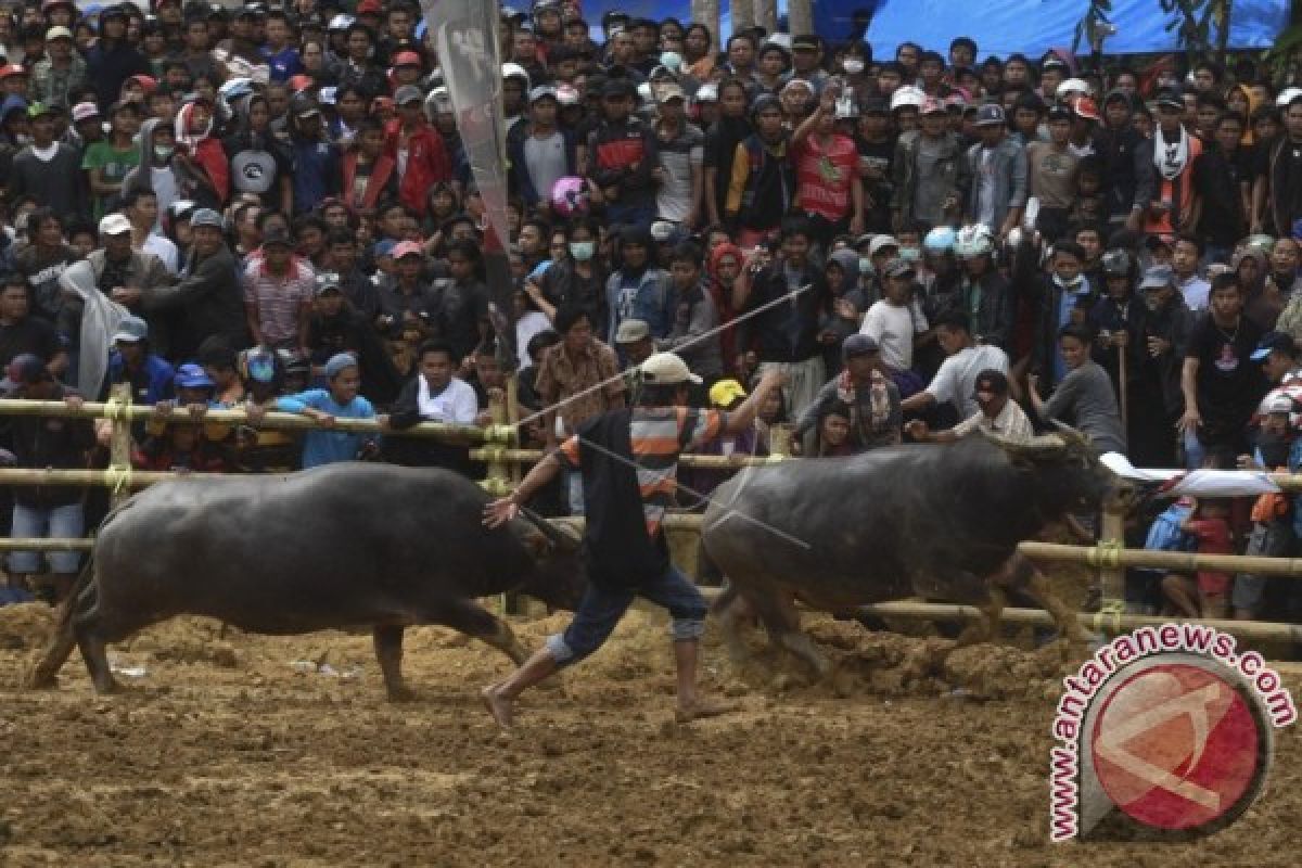 Dispar dorong Toraja jadi destinasi wisata halal