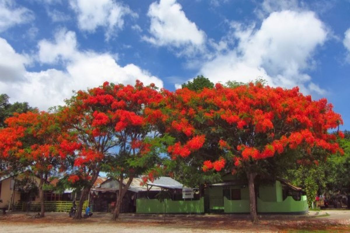 Making Kupang city a flamboyant tourist area