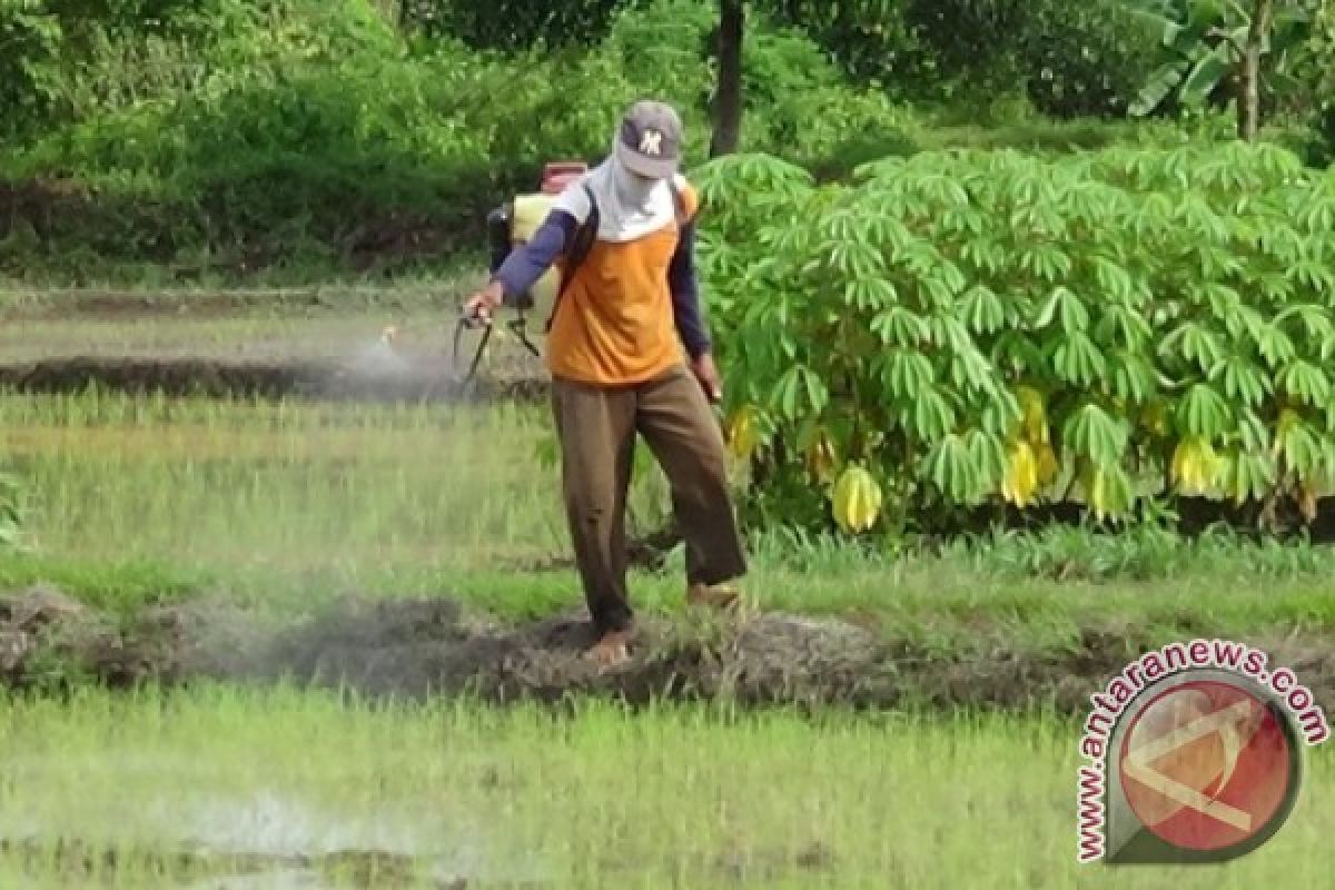 Ratusan Hektare Sawah Penajam Diserang Hama Sundep