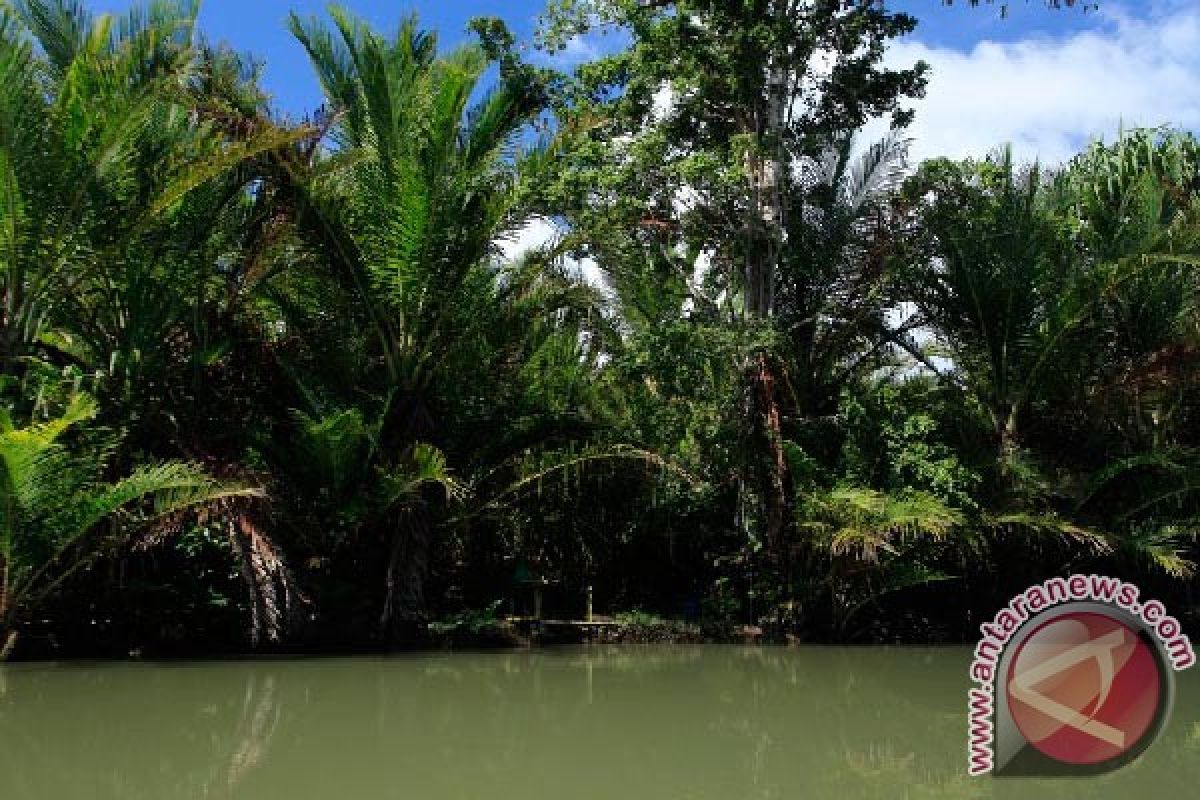 Lindungi hutan sagu untuk anak cucu