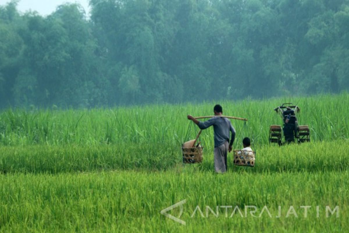 Pengguna Asuransi Pertanian di Lamongan Meningkat