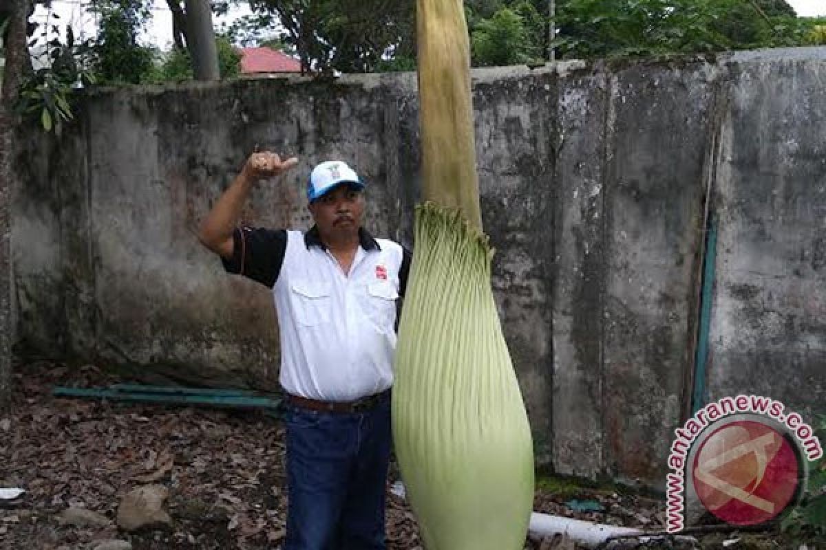 Bunga Bangkai Di Halaman BKSDA Segera Mekar