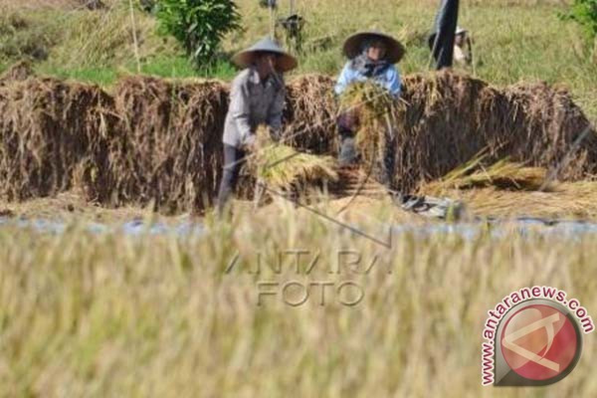 Harga Gabah Di Bali Merosot