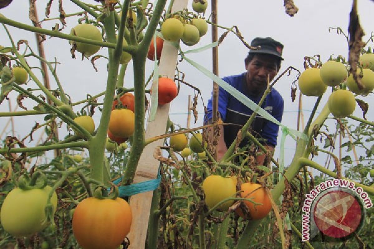 Harga tomat di Pangkalpinang turun jadi Rp9.000