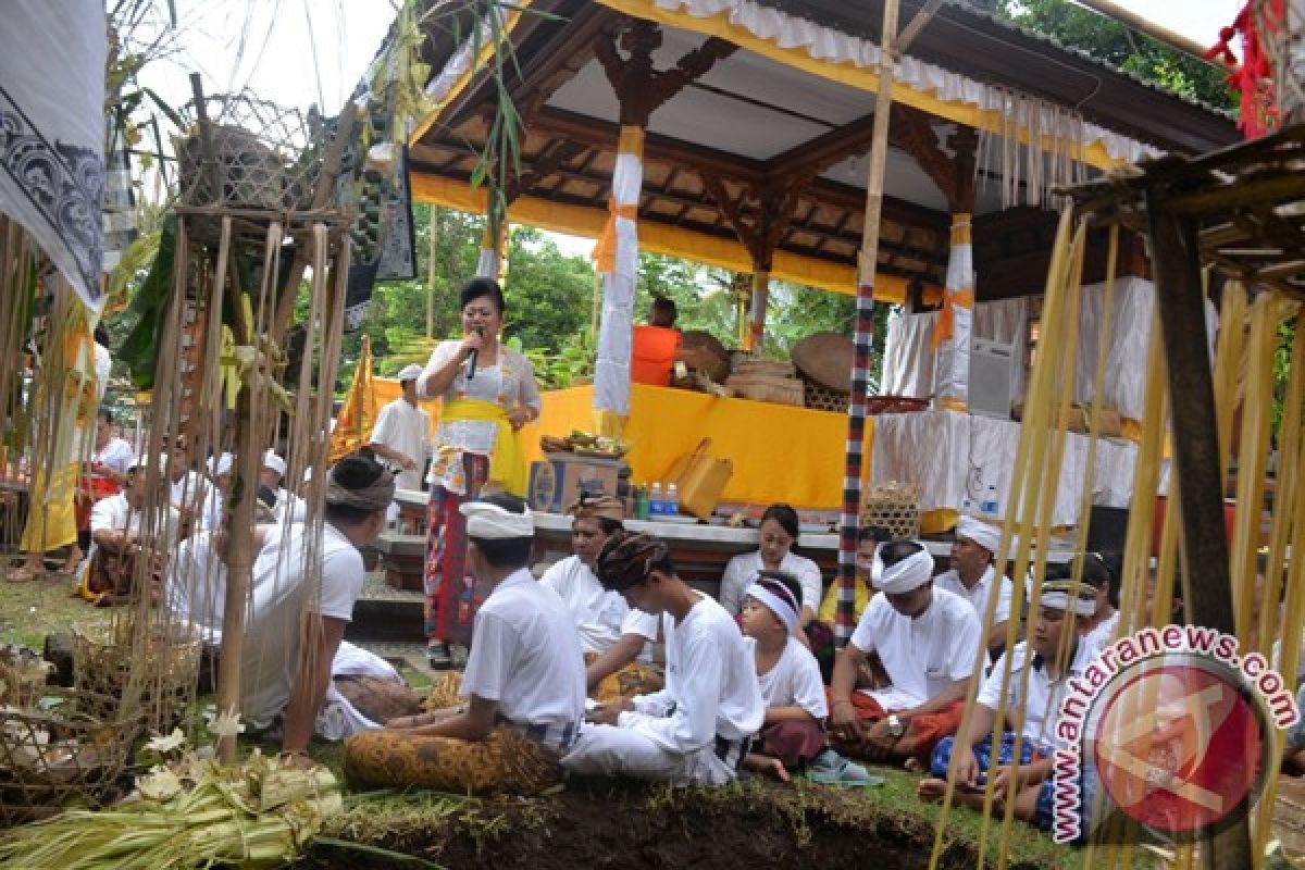 Bupati Mas Sumatri Hadiri Upacara Melaspas, Ngeresigana, Nubug Daging Di Pura Dadia Arya Bang Sidemen