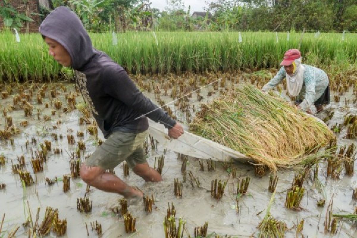 Petani Mengusulkan Peninggian Sawah Di Dataran Rendah