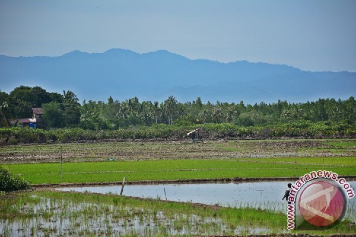 Rp66 Miliar Dana Pusat Dukungan Ketahanan Pangan Kaltara