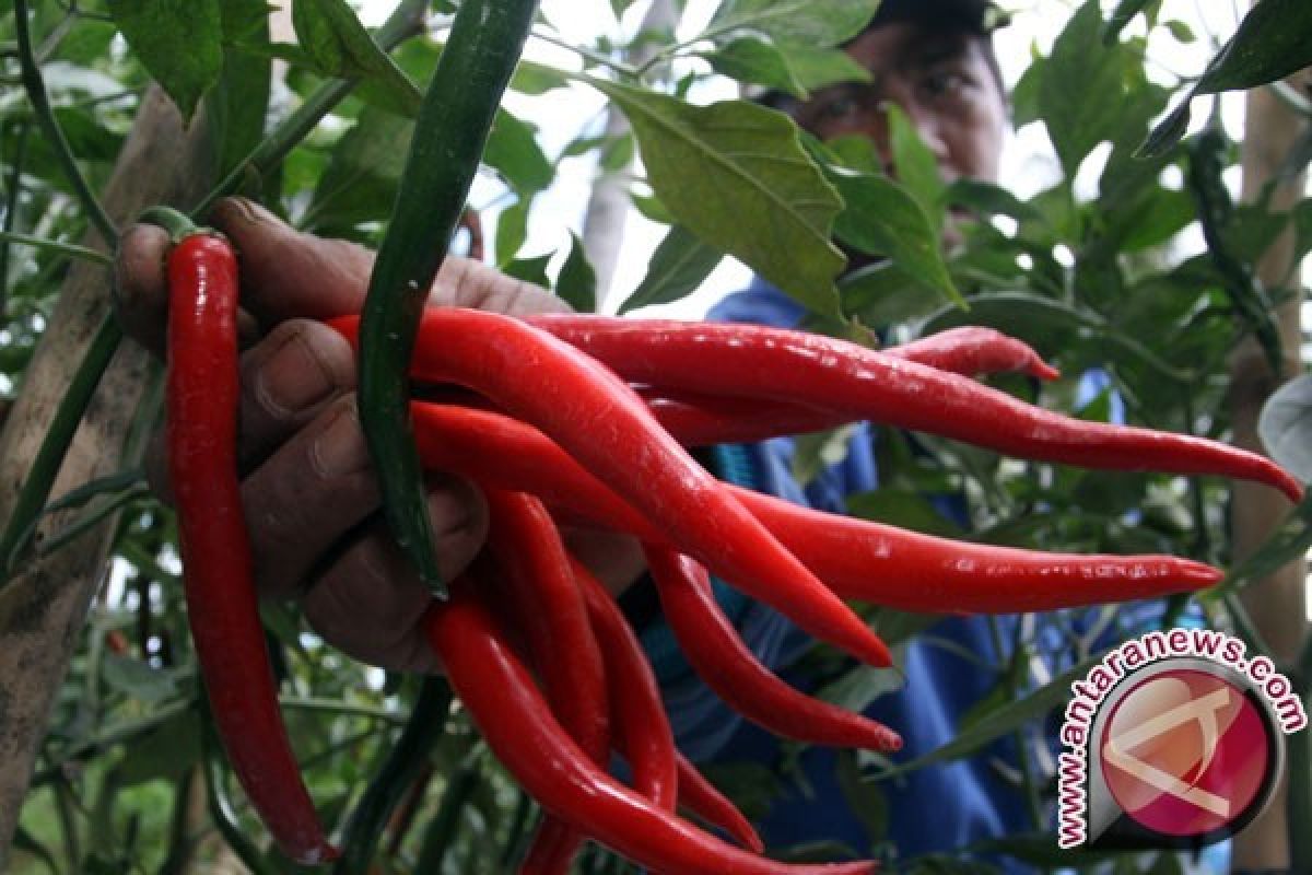 Dinas Pertanian OKU kembangkan komoditas cabai dan bawang