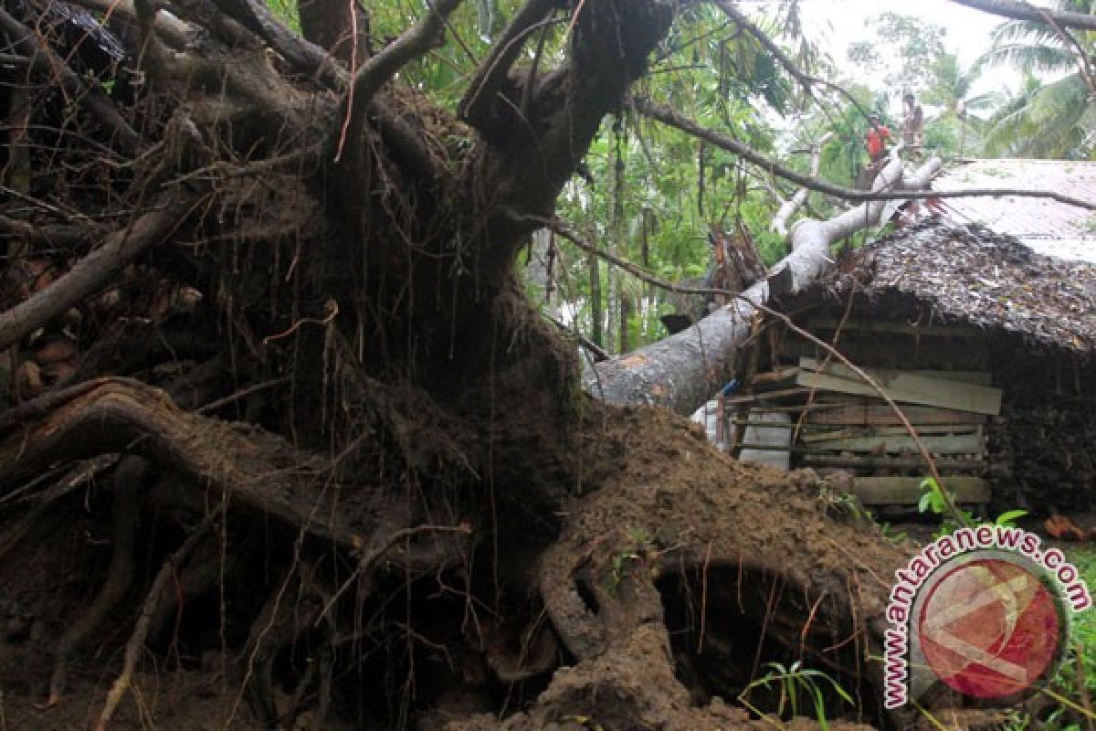 Puting beliung tumbangkan sejumlah pohon di Malang