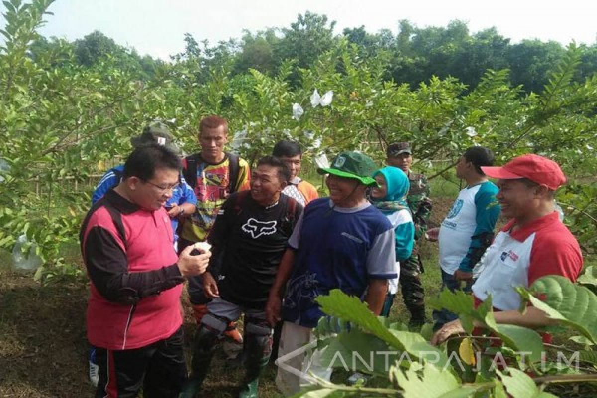 Bojonegoro akan Kembangan Padangan Jadi Sentra Jambu Air