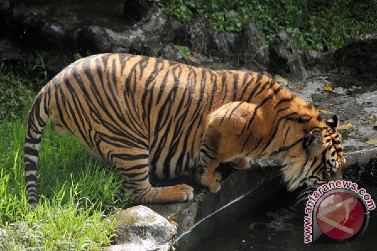 EARTH WIRE -- Conservation agency estimates only 17 Sumatran tigers left in Bengkulu forest