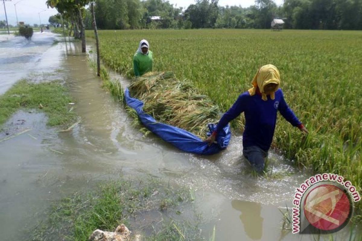 Puluhan hektare tanaman padi Aceh Utara terendam