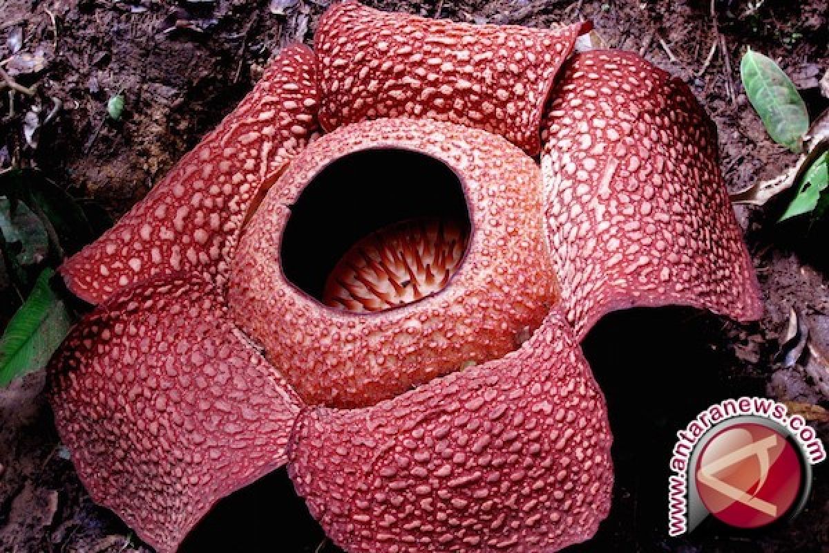 Dua Rafflesia Gadusensis mekar di bengkulu Utara