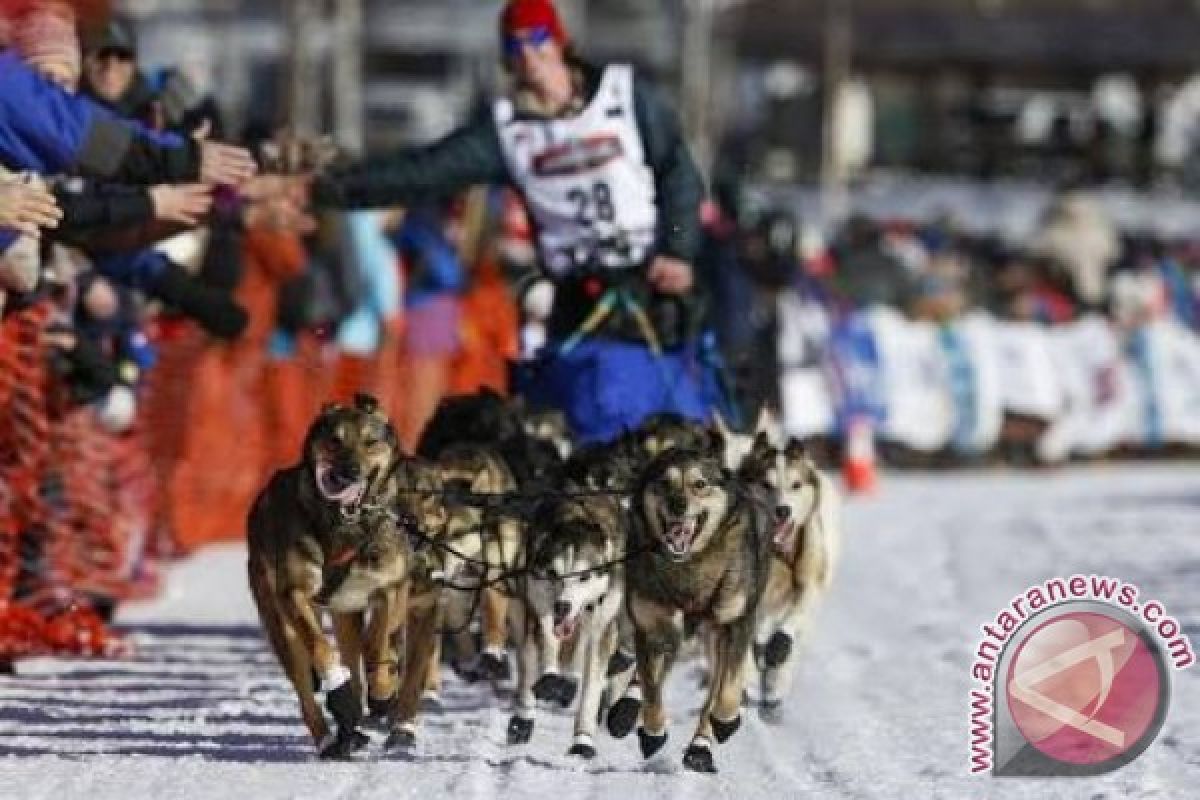 Lomba kereta luncur anjing digelar di Pegunungan Alpen Perancis