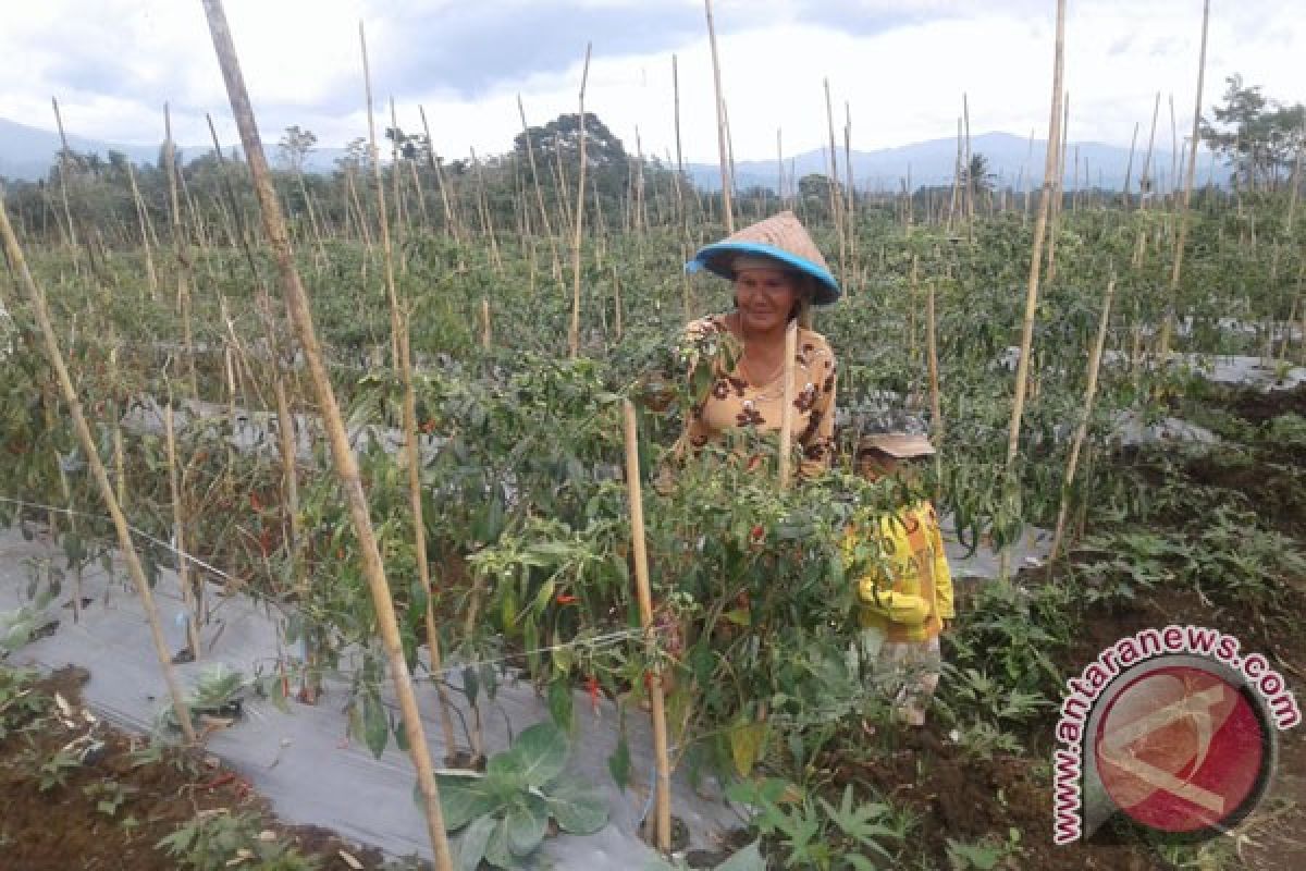 Petani Keluhkan Tingginya Selisih Harga Jual Cabai