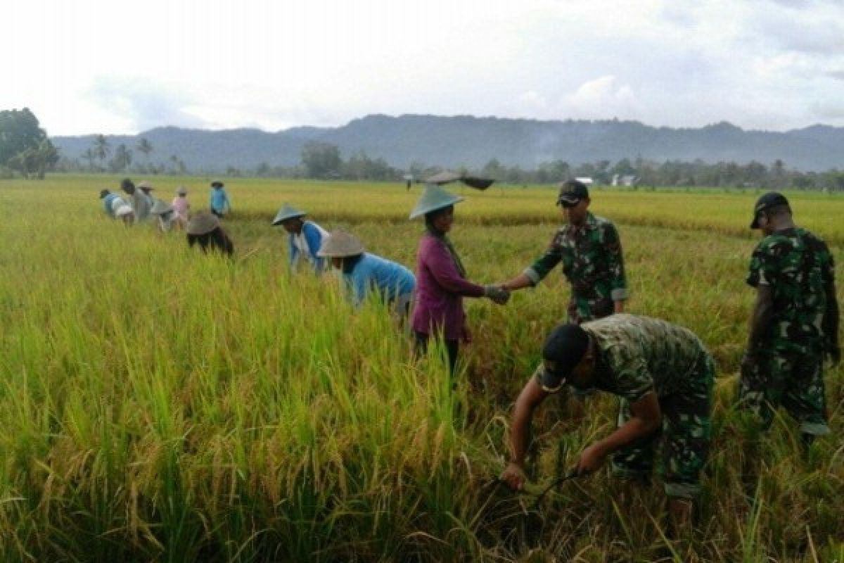 Koramil Napan bantu petani panen padi di Kampung Biha