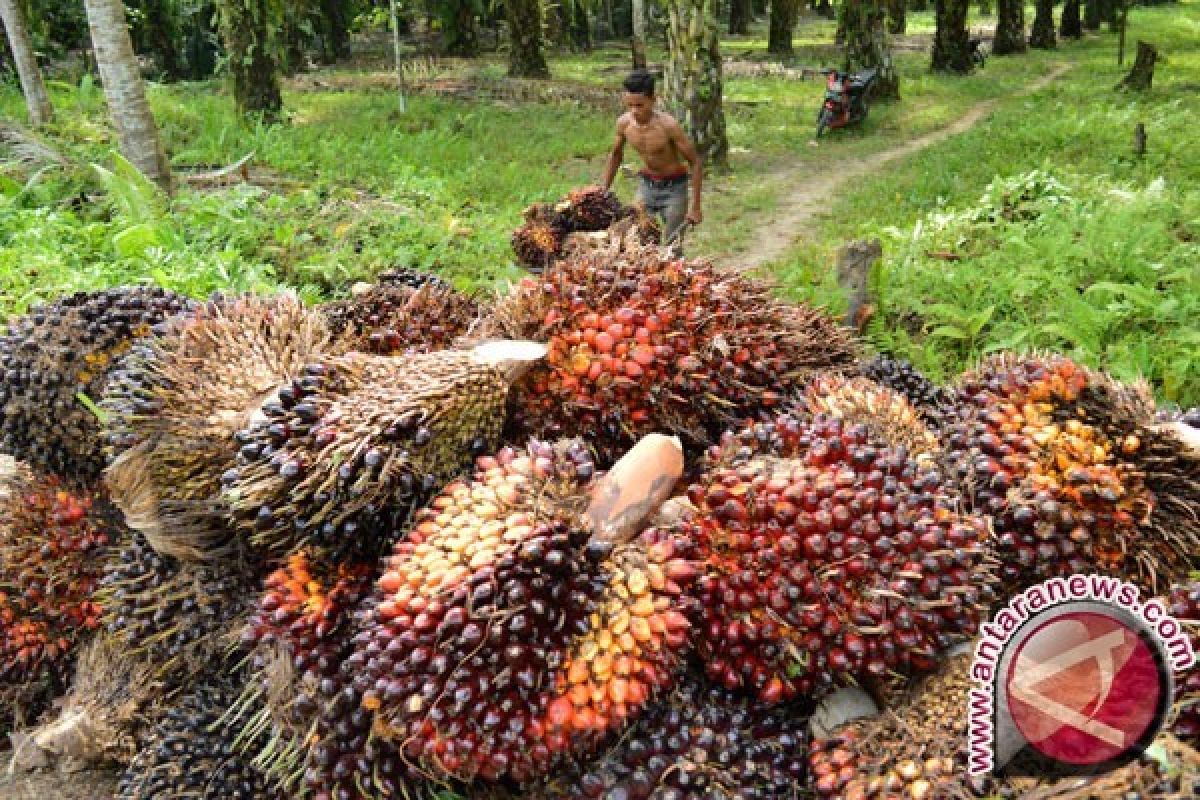 Harga CPO di Jambi naik Rp66 per kilogram