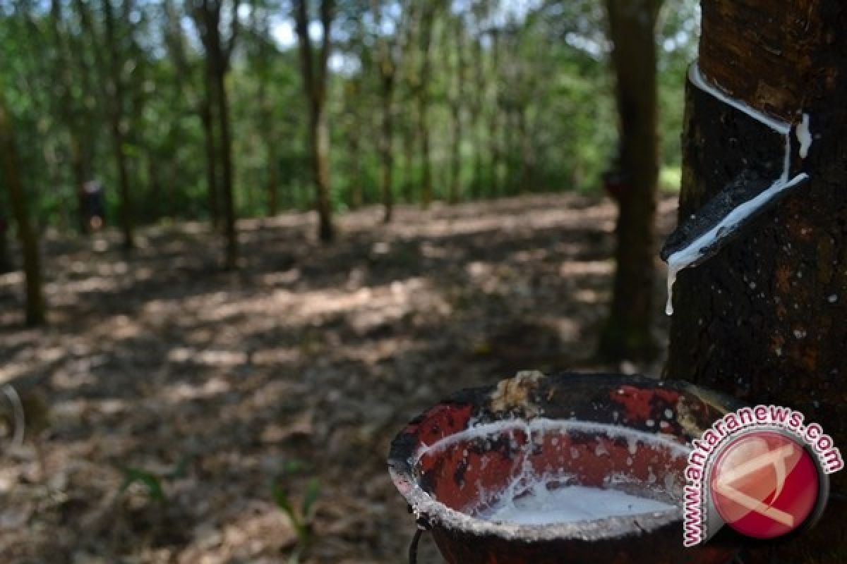 Harga karet anjlok petani memilih tanaman lain